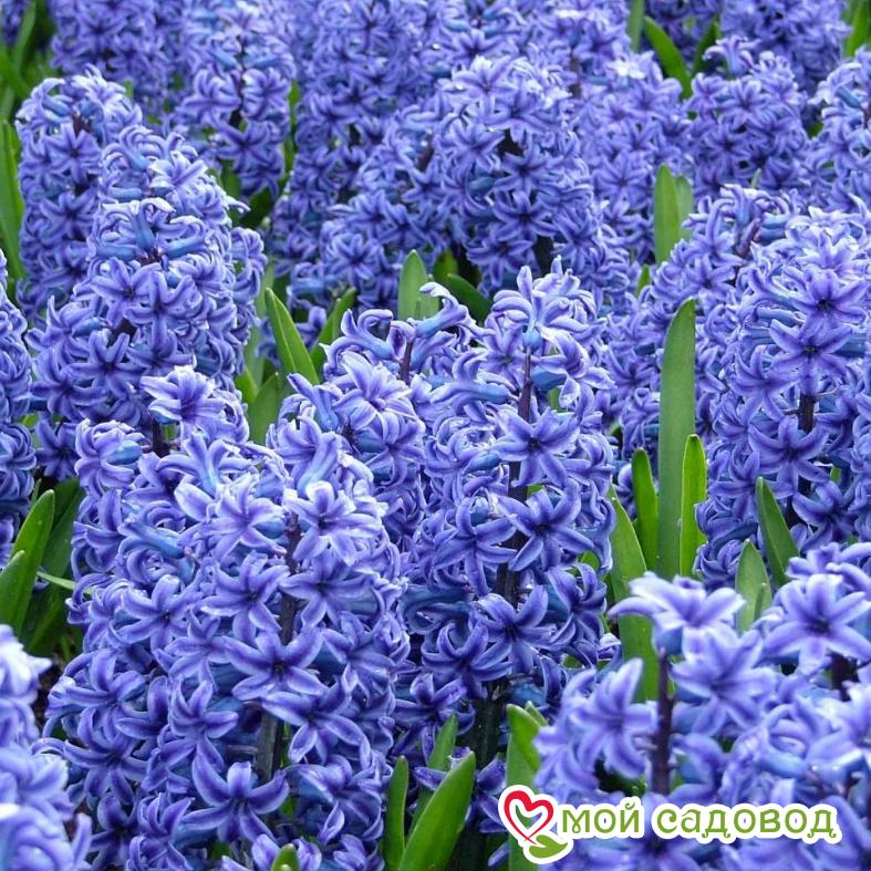 Гиацинт Кристал Пэлас