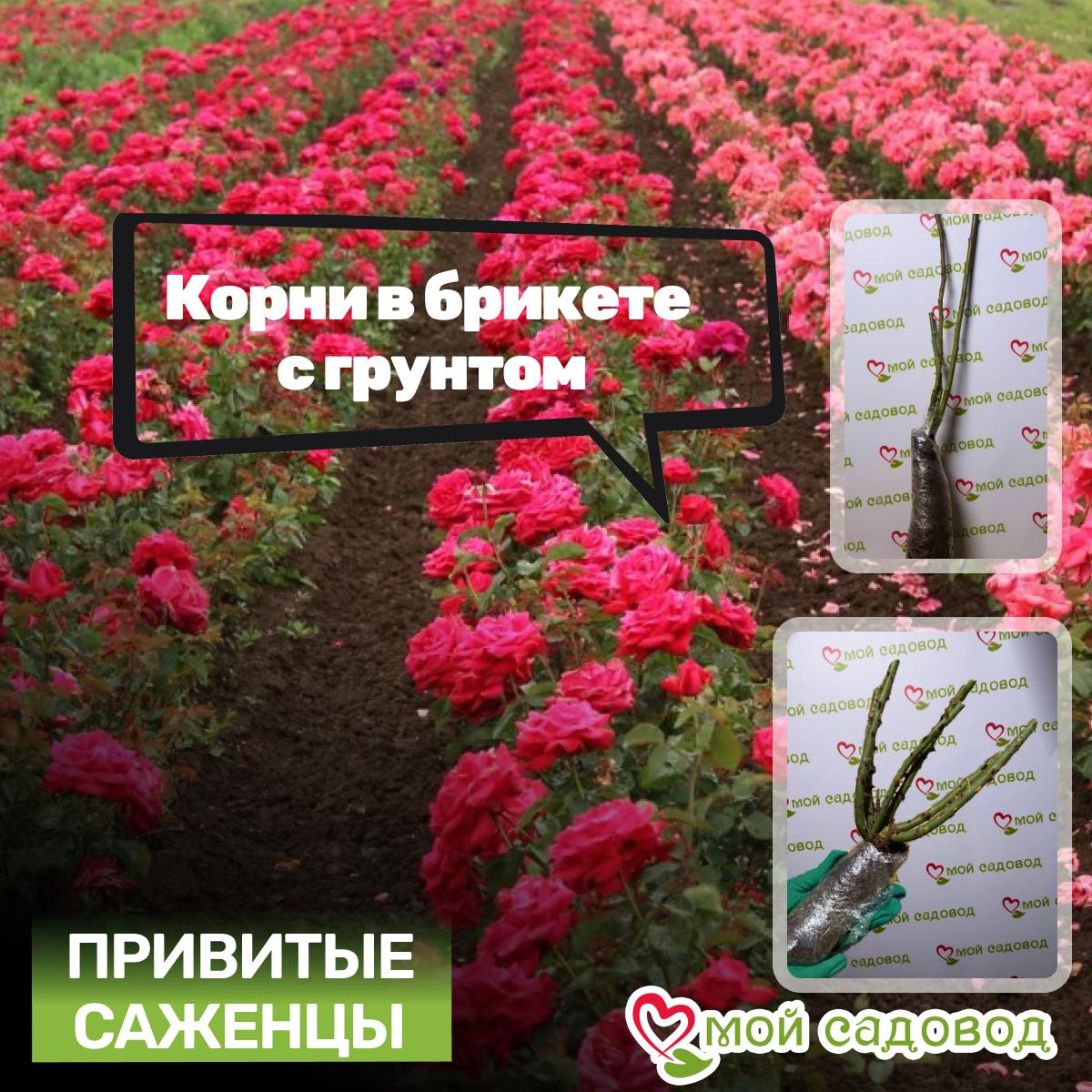 Роза чайно-гибридная Блу Ривер