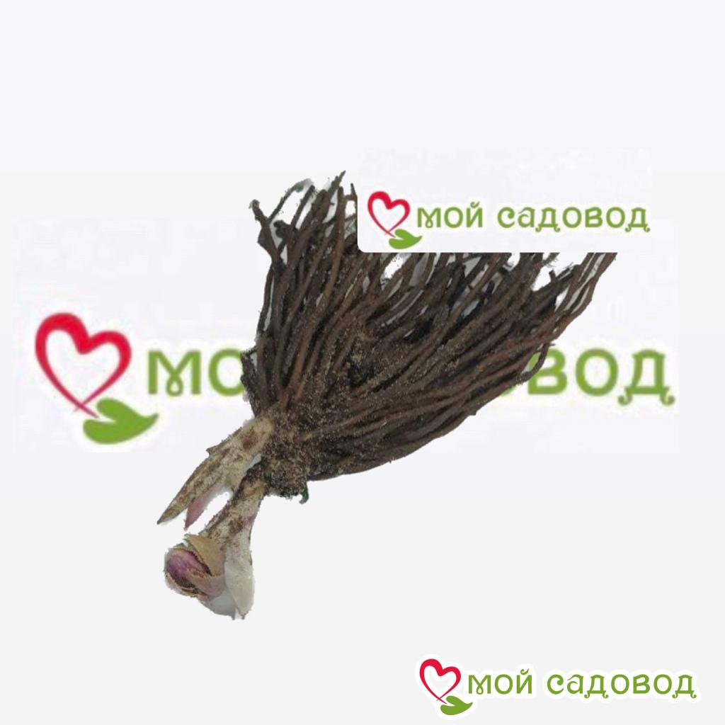 Морозник восточный Дабл Эллен Ред